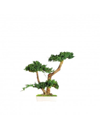 Bonsai Juniperus 50cm