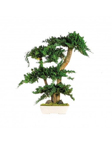 Bonsai Juniperus 70cm