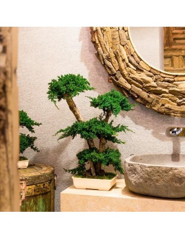 https://www.oscar-home.online/1342-large_default/bonsai-juniperus-70cm.jpg