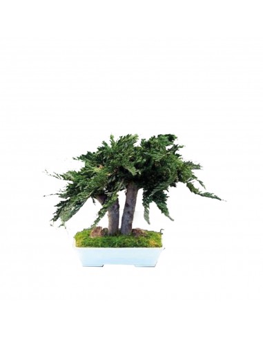 Bonsai Juniperus 25cm