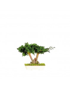 Bonsai Juniperus 15cm