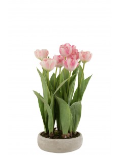 Tulipes roses en pot