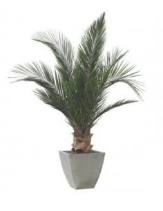 Palmera base 150cm