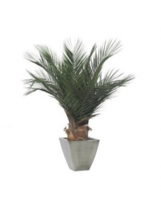 Palmera base 100cm