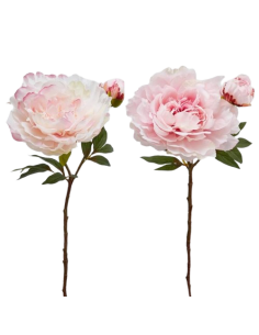Pivoine avec feuille et...