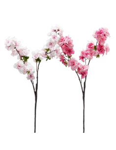 Branche de cerisier Sakura...