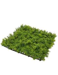 Plaque de mousse 50x50cm