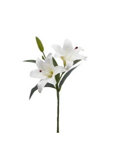 Lys avec feuille et bourgeon