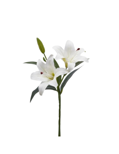 Lys avec feuille et bourgeon