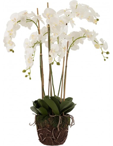 Orchidée L
