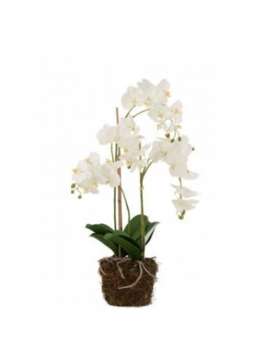 Orchidée M