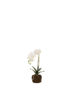 Orchidée S
