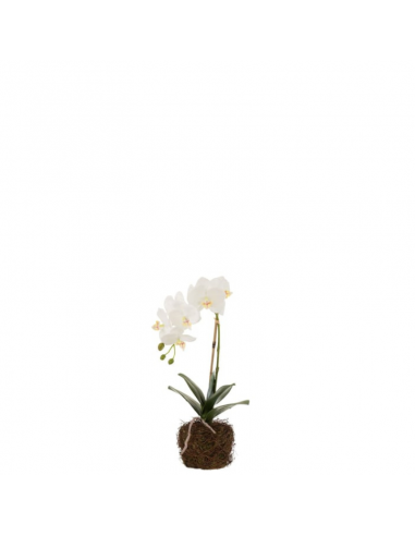 Orchidée S